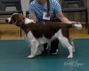 Junior Dog